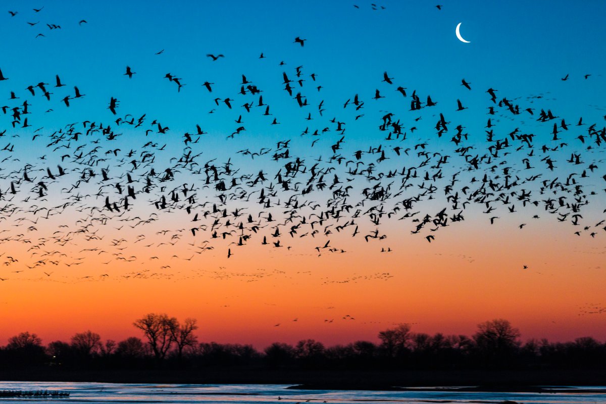 Birds flying above a river at sunset with the moon in the sky.