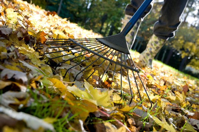 Person raking colorful fallen leaves in yard.