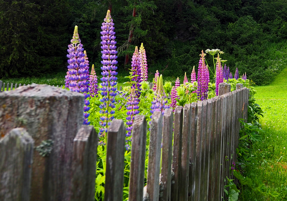 Tall purple and pink lupines are fenced inside of a garden in woodland backyard.