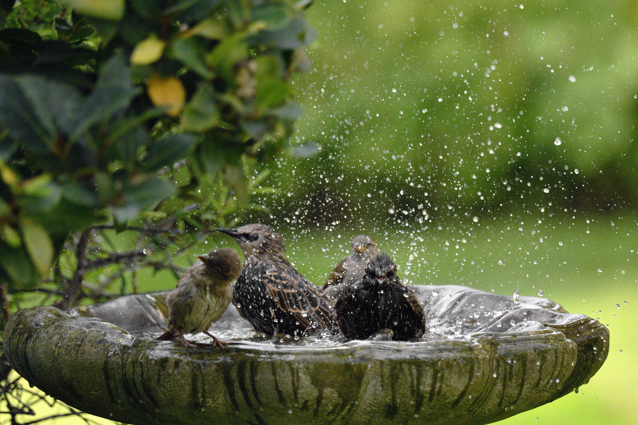 Group of birds splashing around in a  stone bird bath.