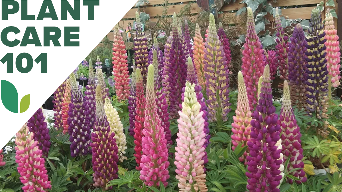 A group of lupine plants growing in a home landscape with a graphic overlay that says Plant Care 101.