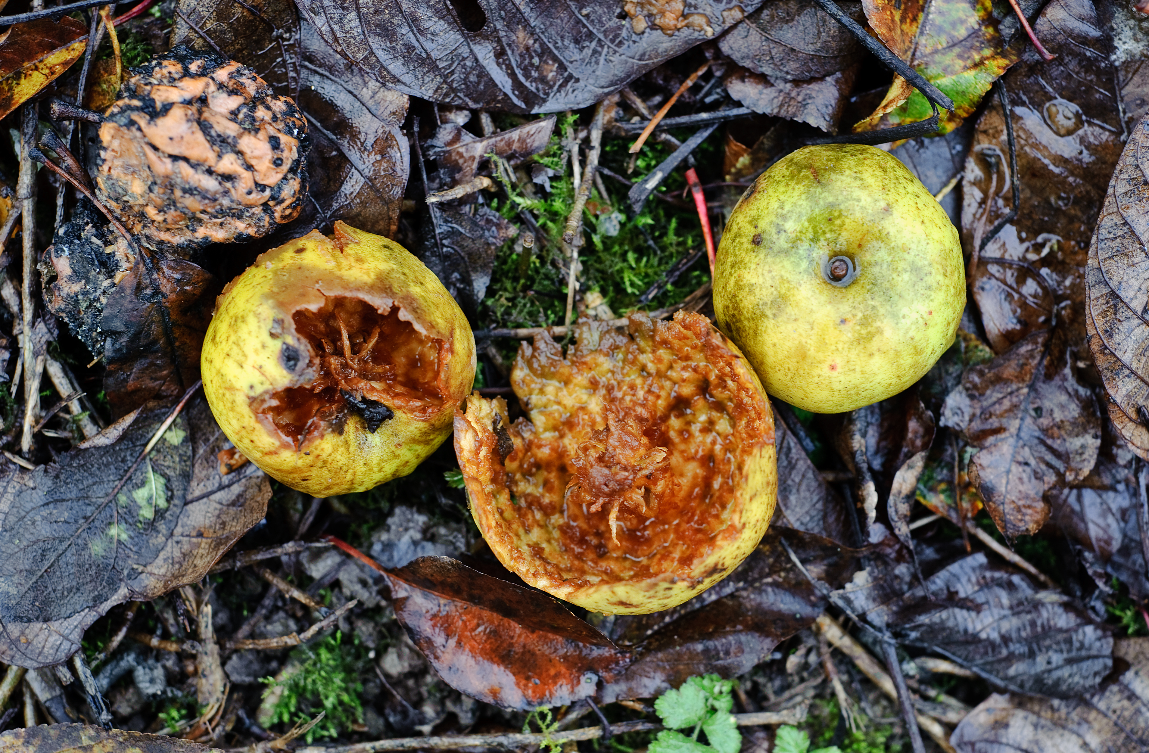 Diseased or rotten apples fell to the ground.