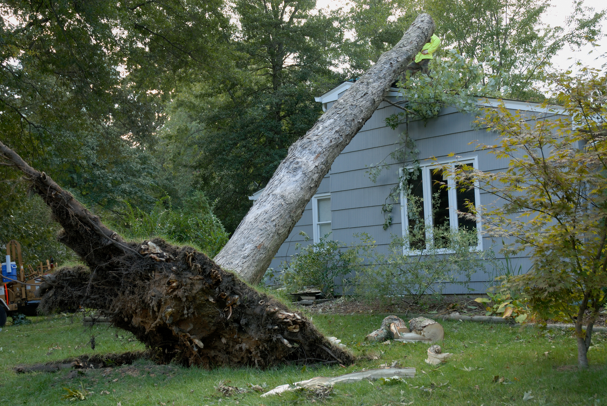 A large tree is uprooted and leaning on the roof of a blue house.