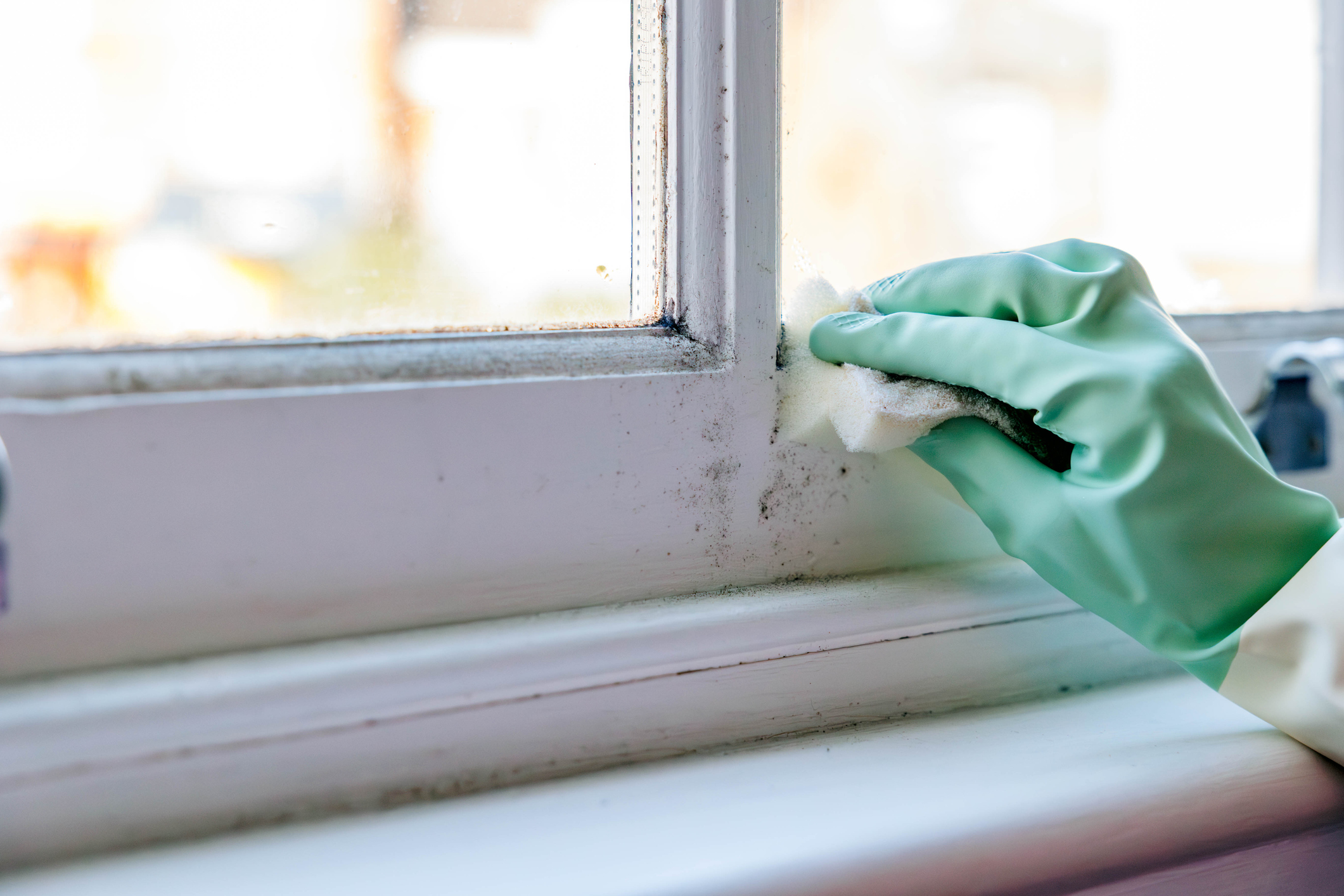 Close-up of a hand in a rubber glove cleaning a wooden window frame off a mildew with a sponge.