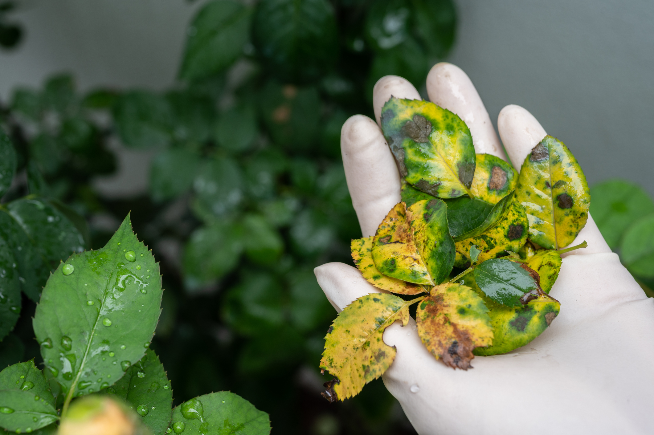 Gardener holding group of diseased leaves with spots.