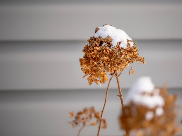 A hydrangea flower dried up with snow piled atop it in the winter months.