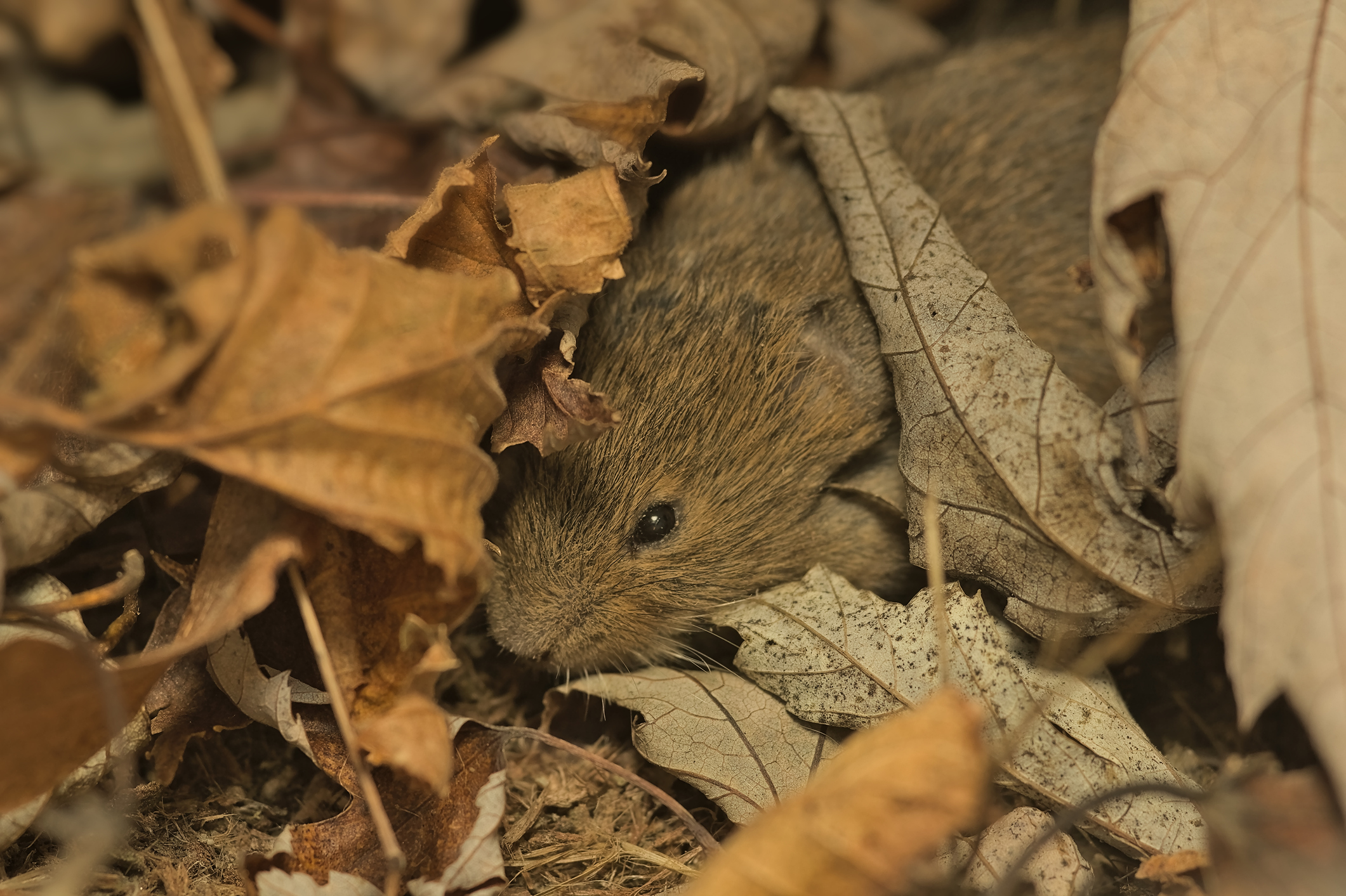 Brown mouse peaking out from dry fallen leaves.