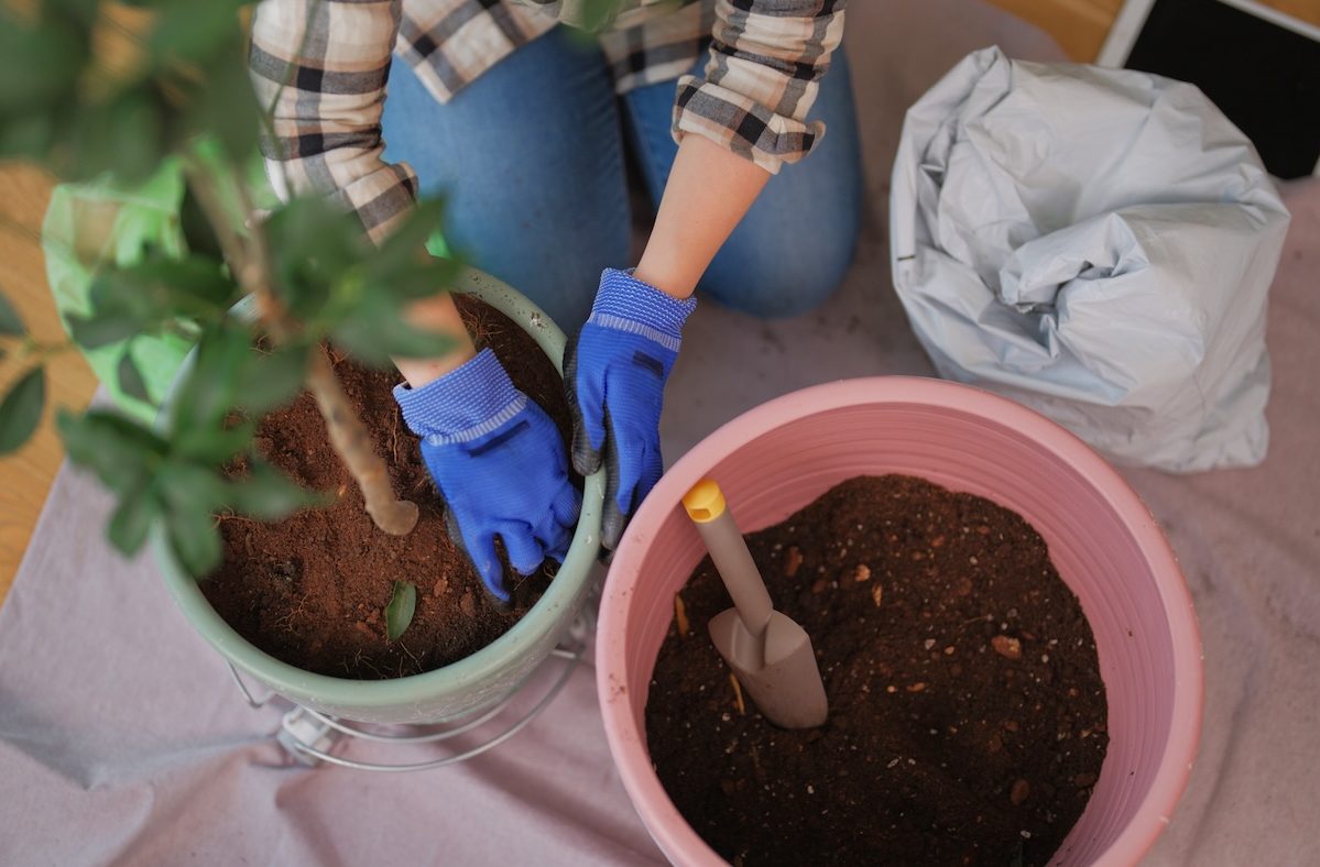 A person potting houseplants.