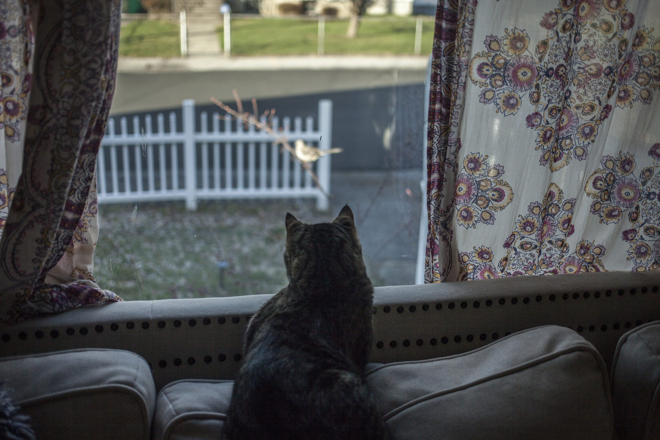 An indoor cat sitting on a white sofa at a window staring at a bird perched on a branch outside. 