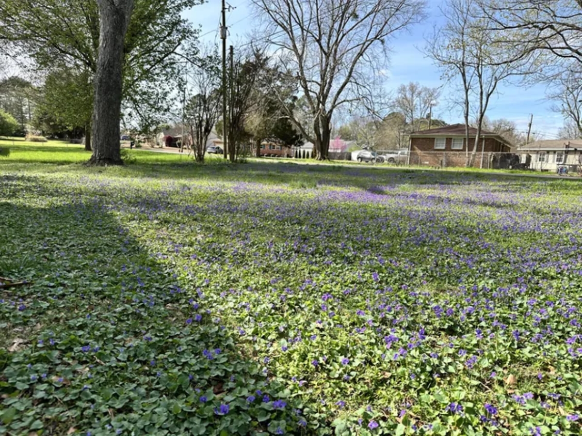 A large green yard with purple flowers throughout the lawn.