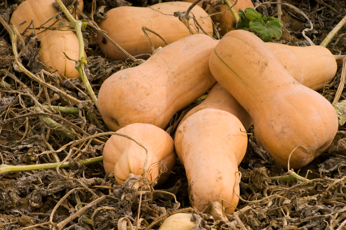 Around nine pale-orange butternut squash sitting on the ground have withered vines and look ready for harvest.