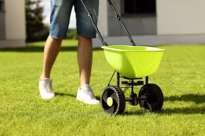 A person pushes a small green lawn spreader around on a freshly mowed lawn