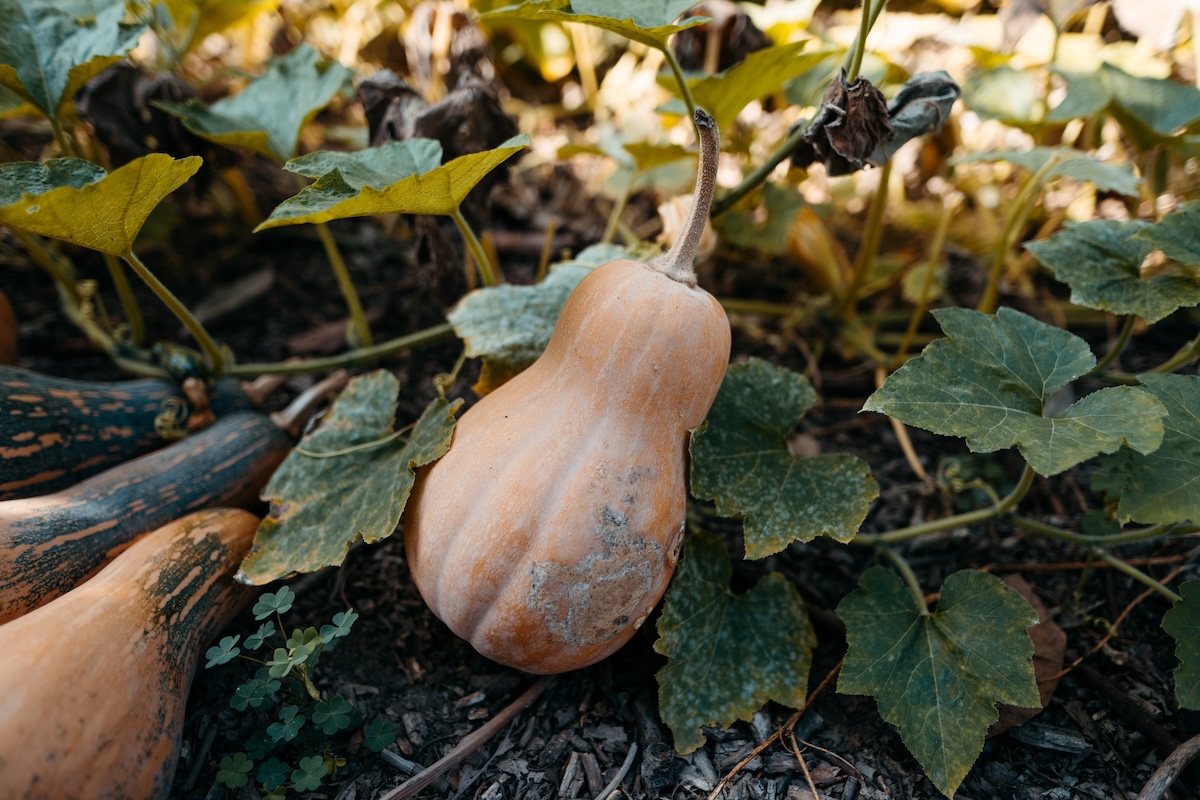 A butternut squash growing on a vine in a lush garden.