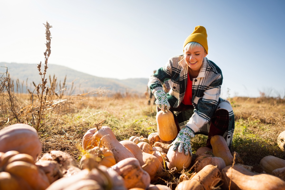 A smiling woman with a yellow hat and checkered coat harvests butternut squash.