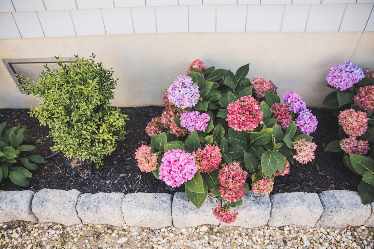 A hydrangea bush with purple, red, purple, and green flowers planted in dark mulch in a garden bed.