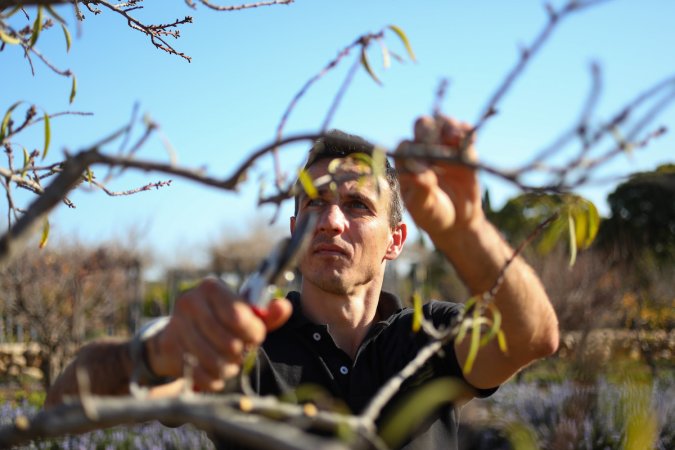 A gardener pruning his fruit trees on a sunny day.