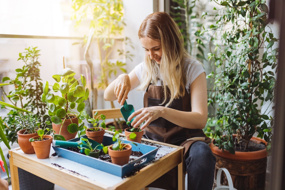 A young woman plants succulent plants into small pots.