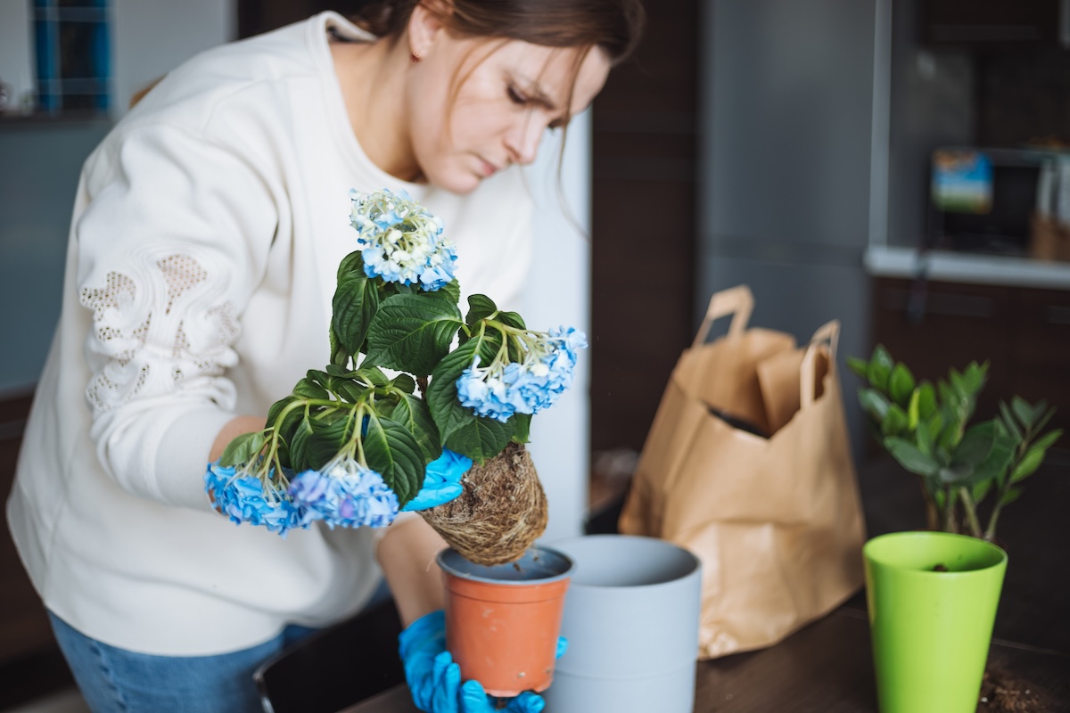 A woman in a white sweater pots blue hydrangea flowers into a flower pot indoors.