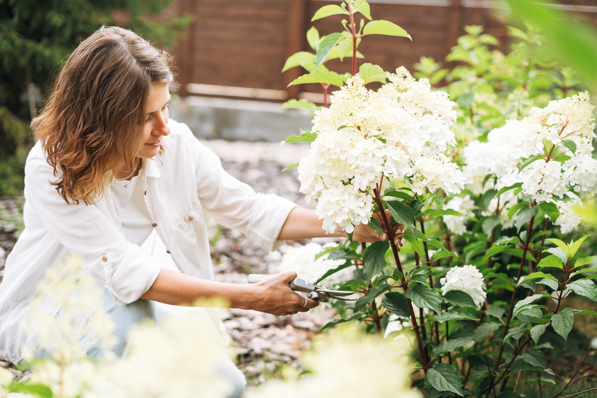 A woman prunes a white hydrangea bush with sheers on sunny day.