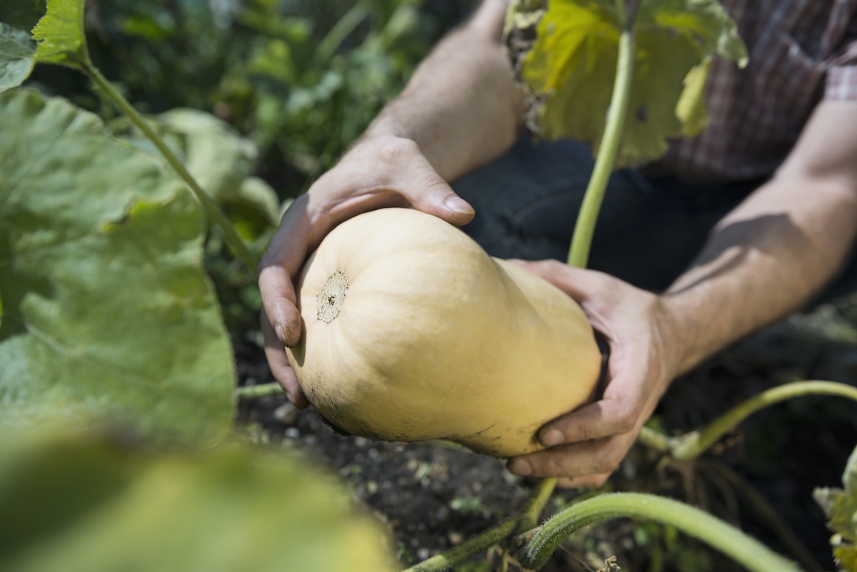 Pulling a butternut squash off a vine.