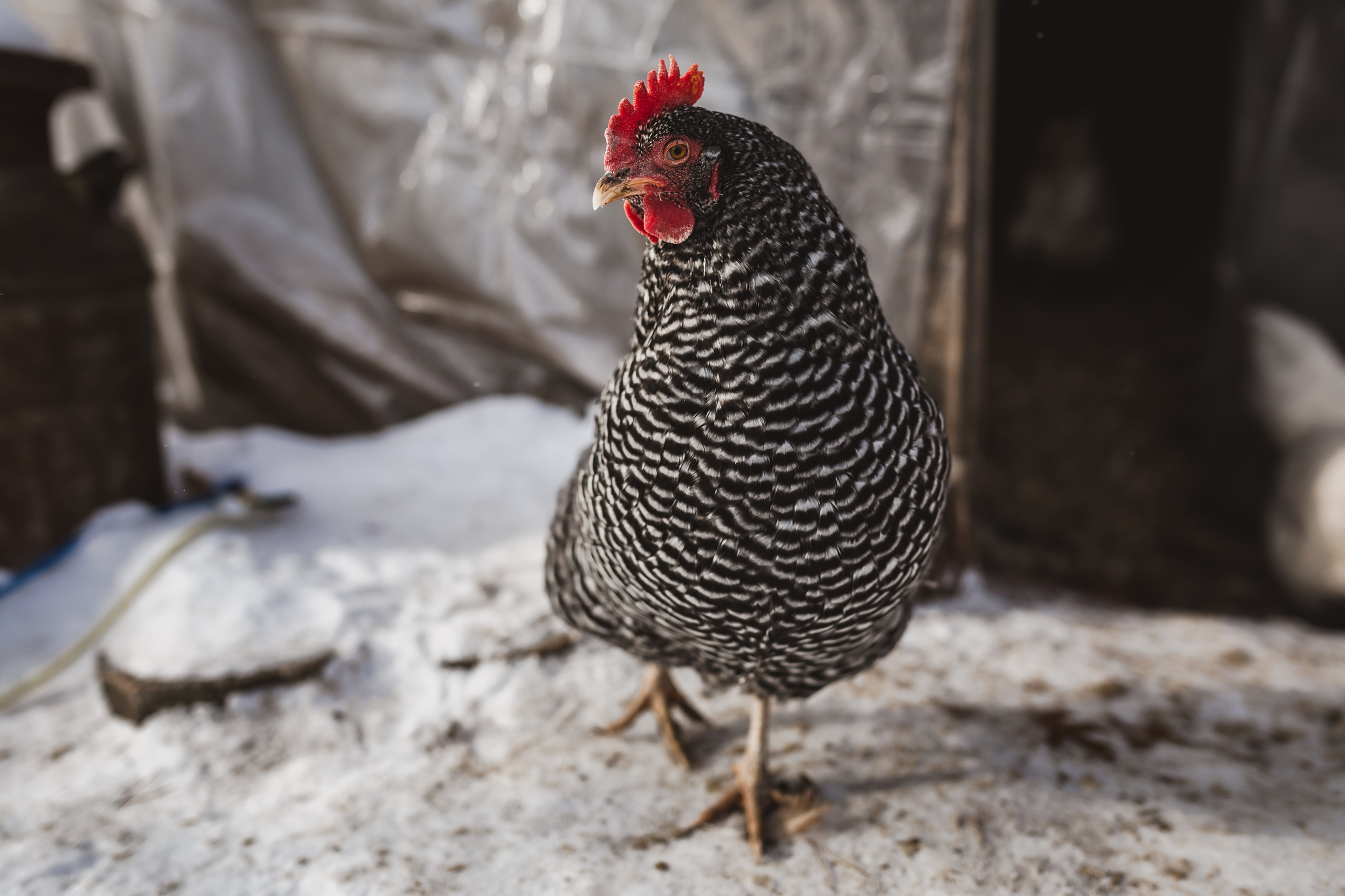 A barred chicken takes a step in a light dusting of snow.