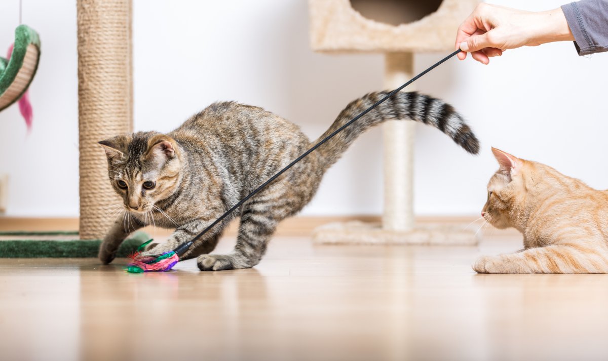 Two domestic shorthair cats play with a wand toy in a bright indoor setting.