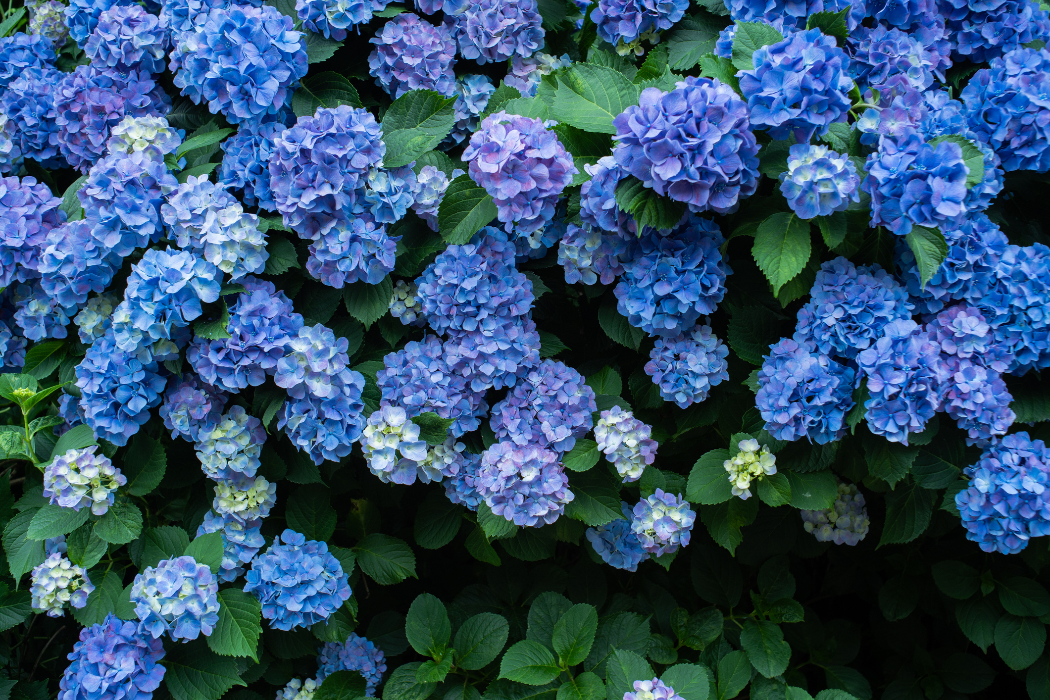 Close up of blue hydrangeas.