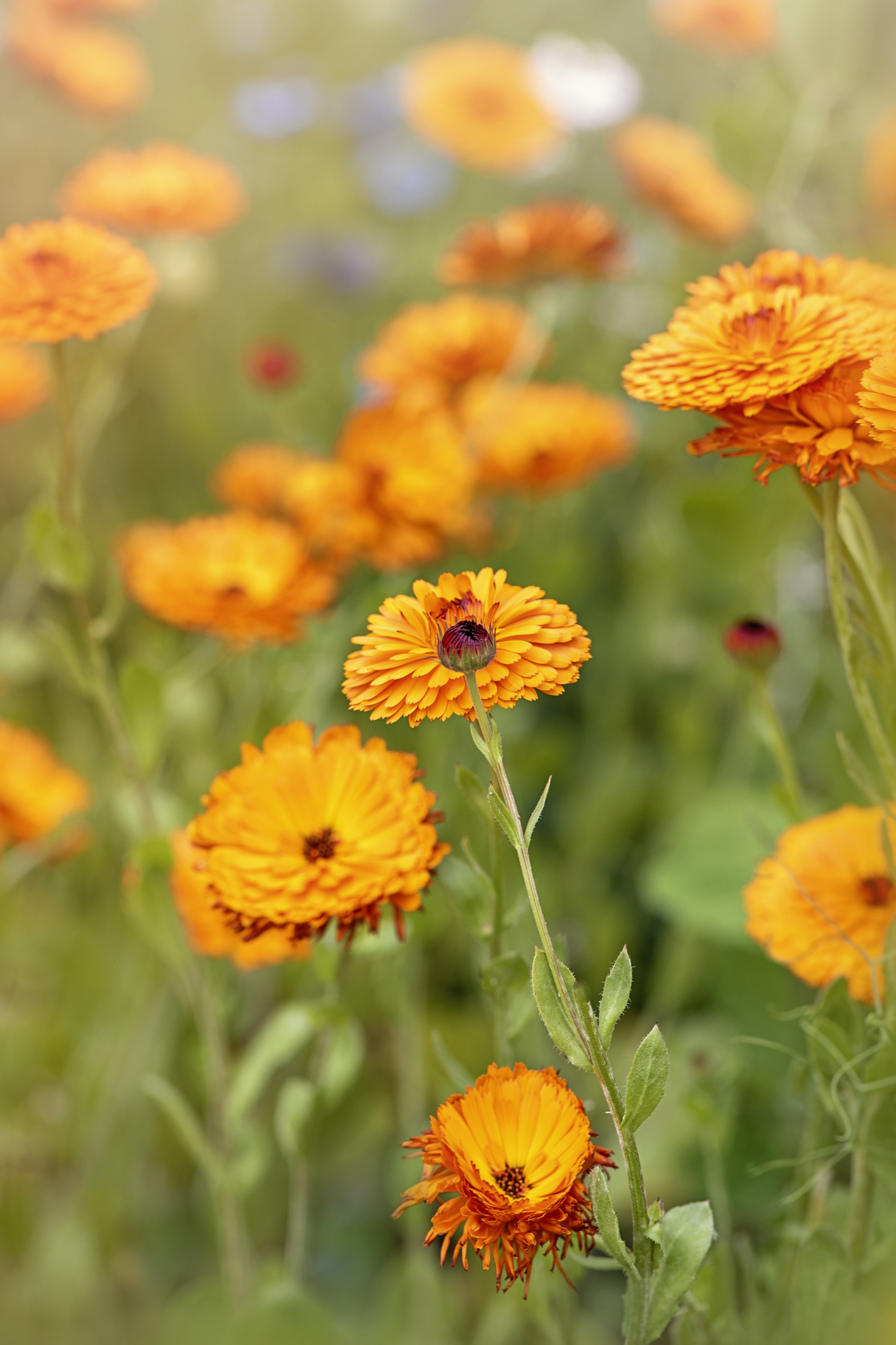 A group of pot marigolds in a home garden.