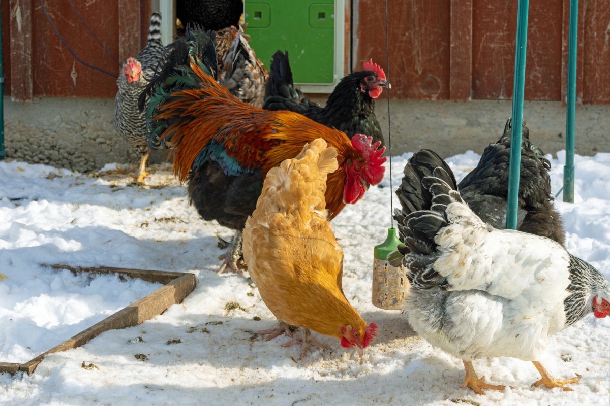 A backyard flock of hens of various breeds stand in fresh snow outside their chicken coop.