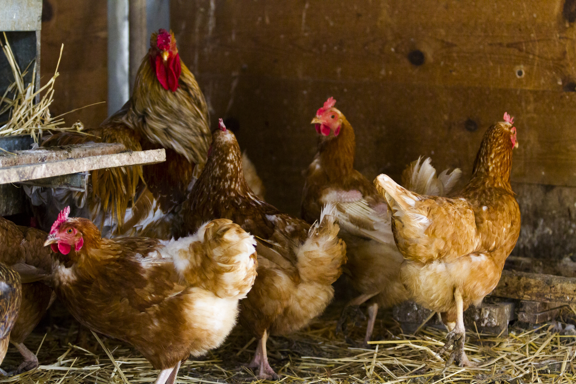 Five hens stand near each other on a chicken coop floor covered in straw.