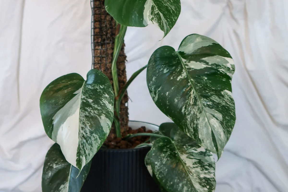 A large variegated monstera plant grows up a large-diameter filled moss pole.