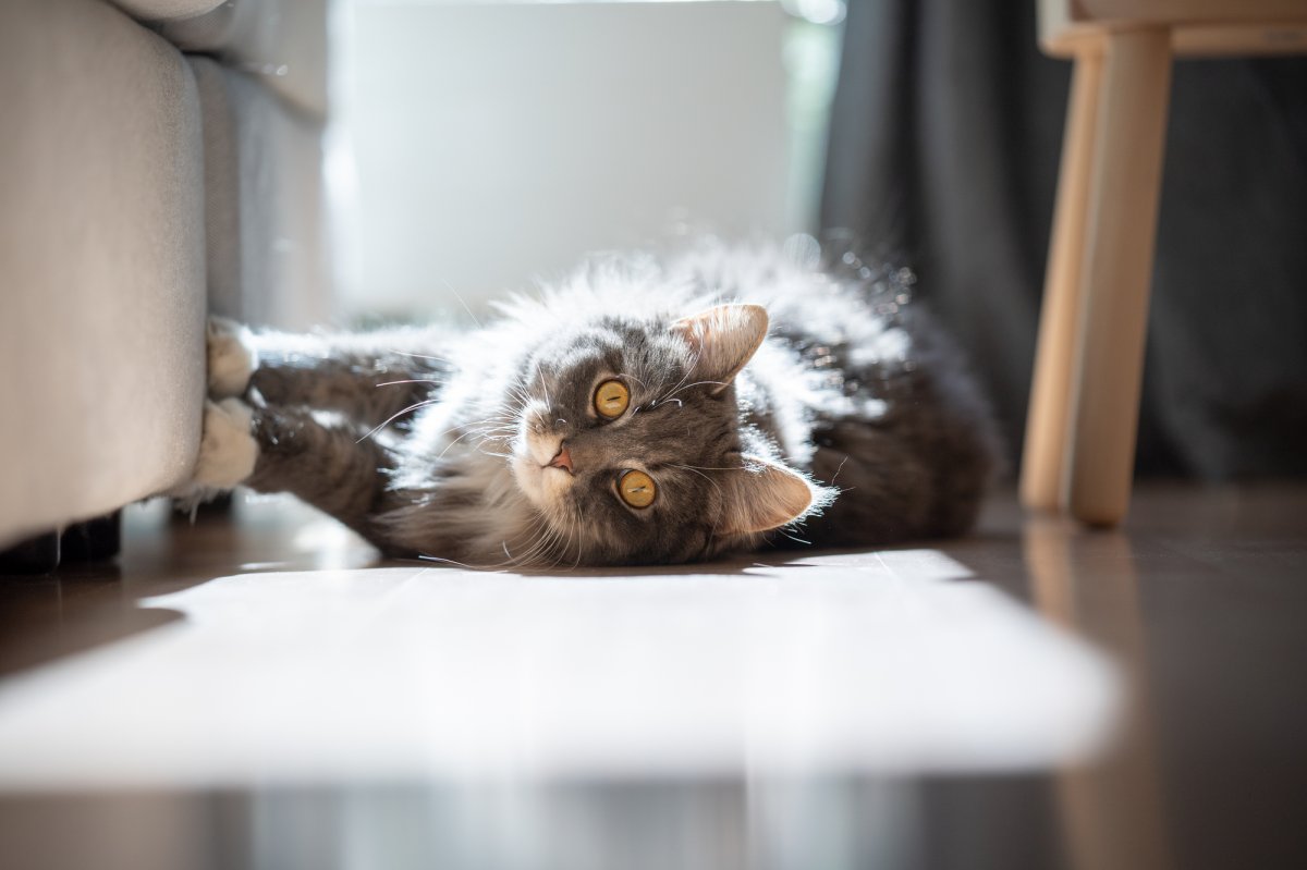 A domestic longhair cat scratches gray upholstery while laying on its side.