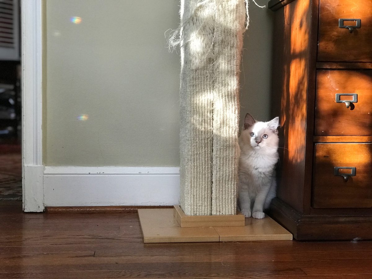 A young ragdoll cat sits and watches from in between a tall scratching post and a wood dresser.