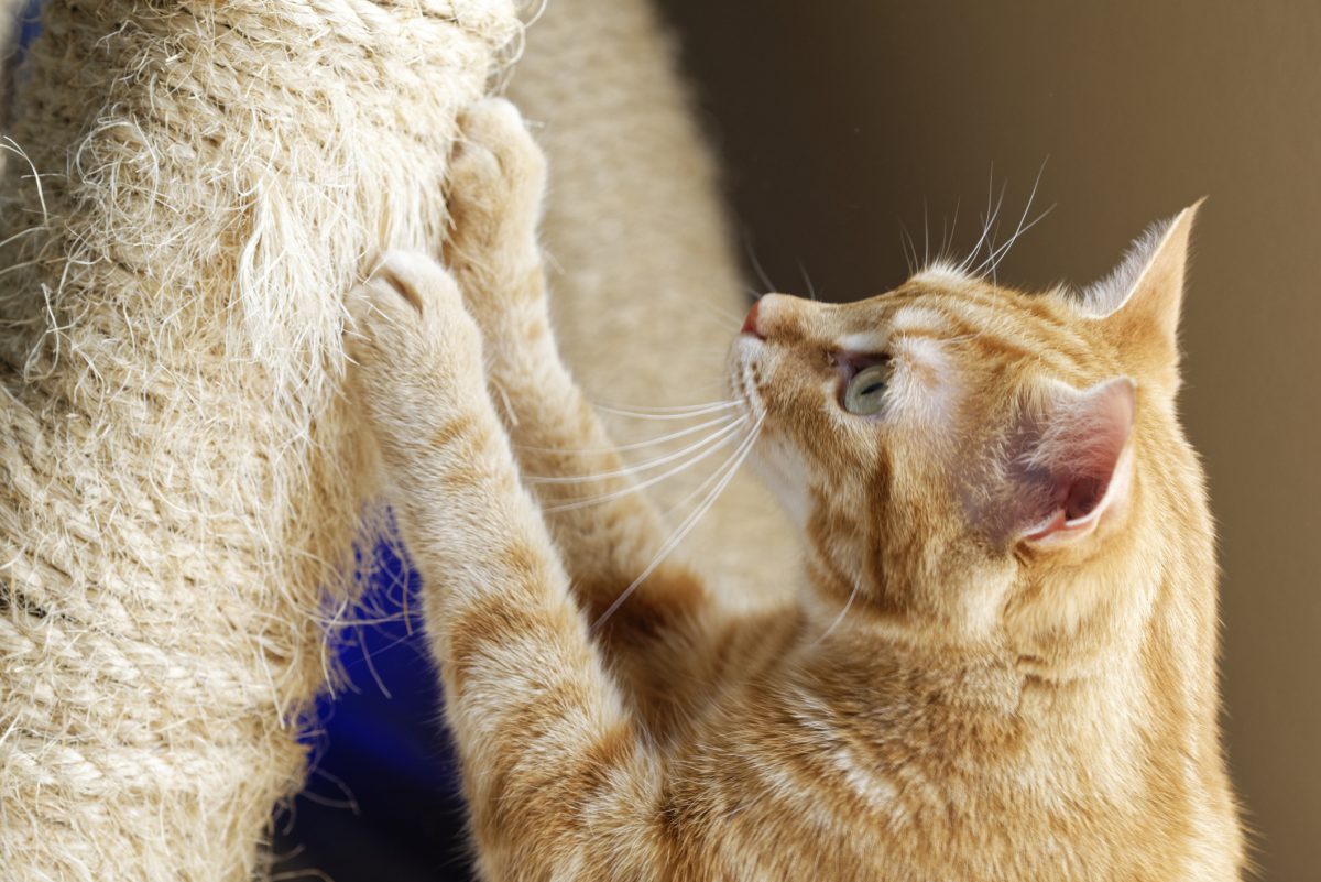 A male ginger cat is sharpening his claws on a sisal rope scratching post.