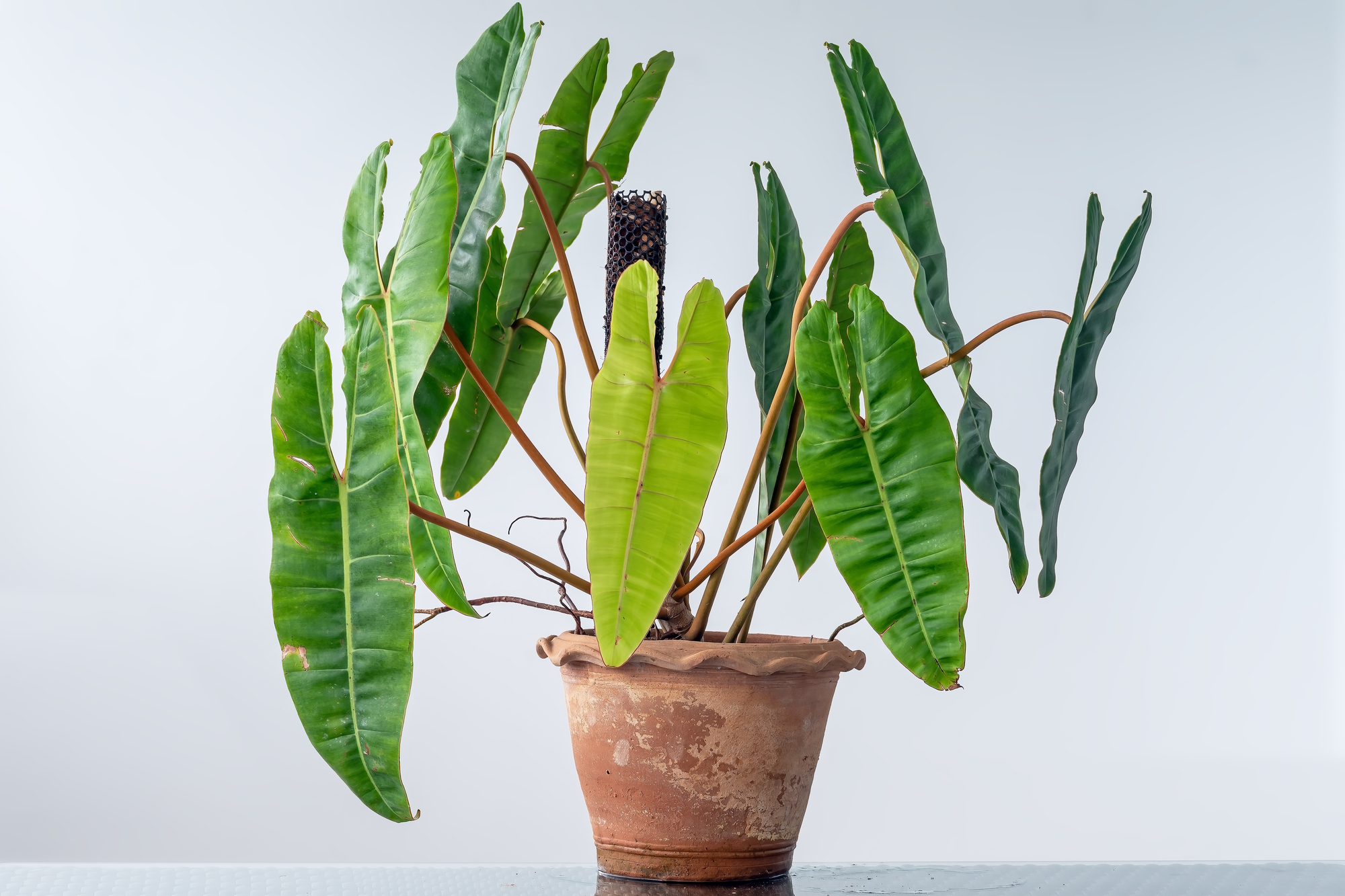 The oval-shaped leaves of a potted philodendron are held back from spreading by a short moss pole.