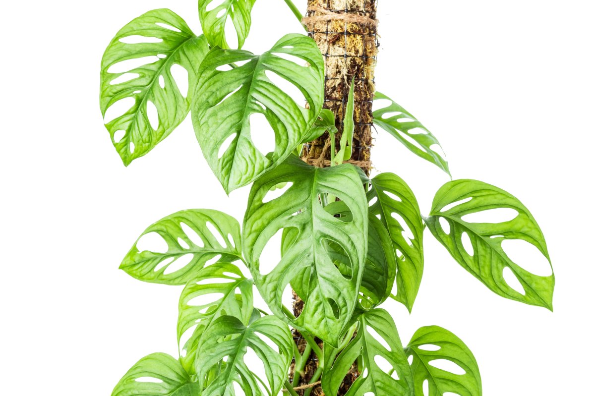 A monstera plant with bright-green leaves climbs up a thick homemade moss pole.