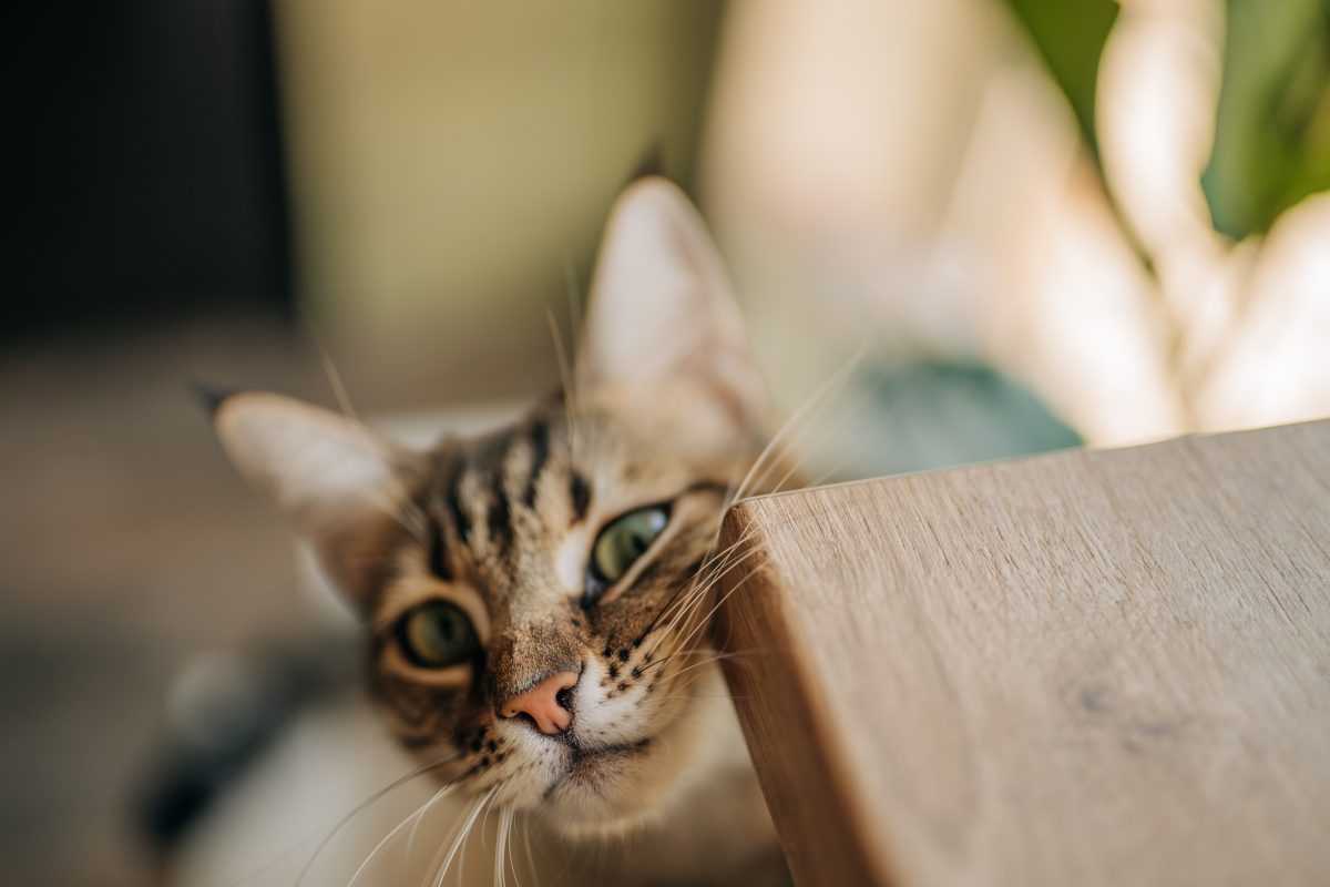 An indoor tabby cat rubs its cheek on the corner of a wooden table to mark it with pheromones.