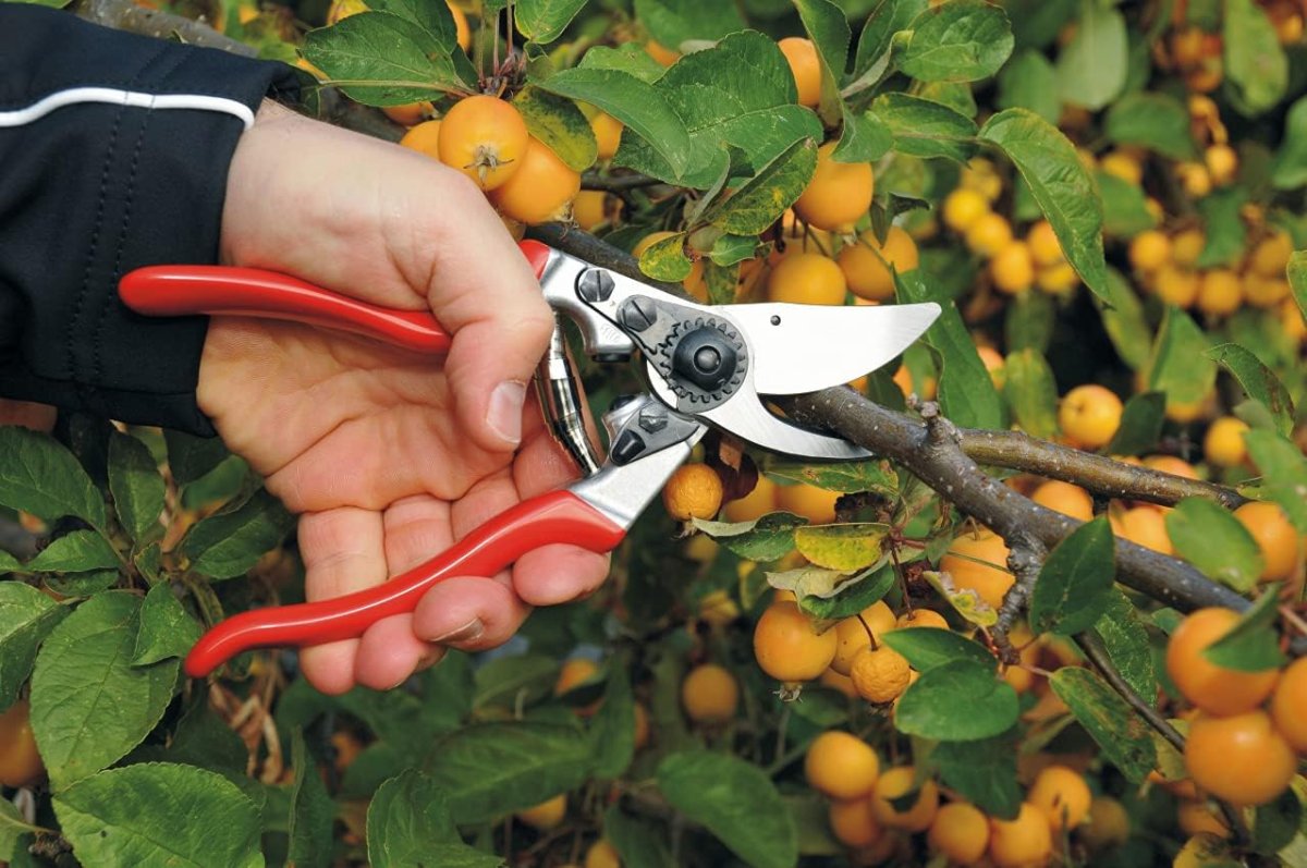 The Best Gifts for Gardeners Option Felco Pruning Shears Left-Handed Garden Pruners