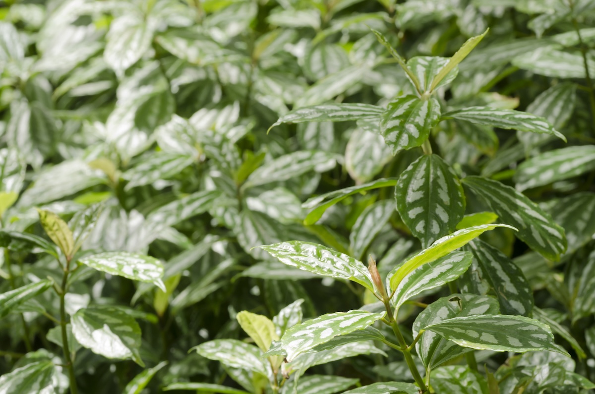 Pilea cadierei, the aluminium plant in a bush.