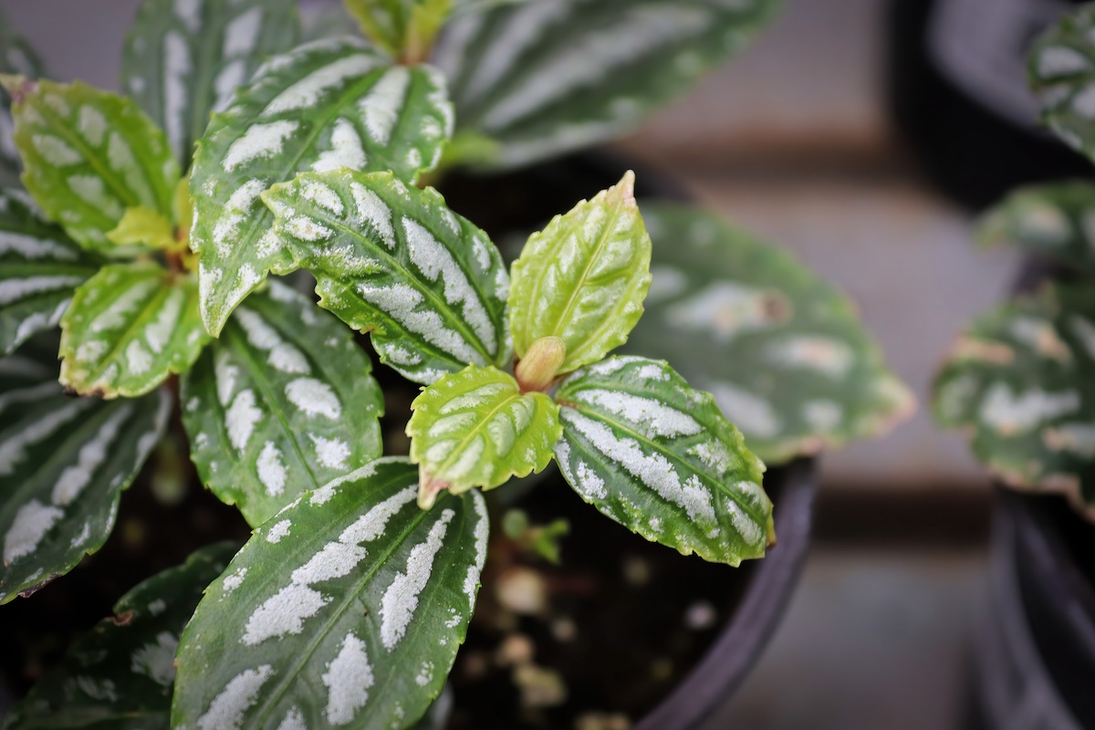 Closeup detailed veins on aluminum plant leaves.