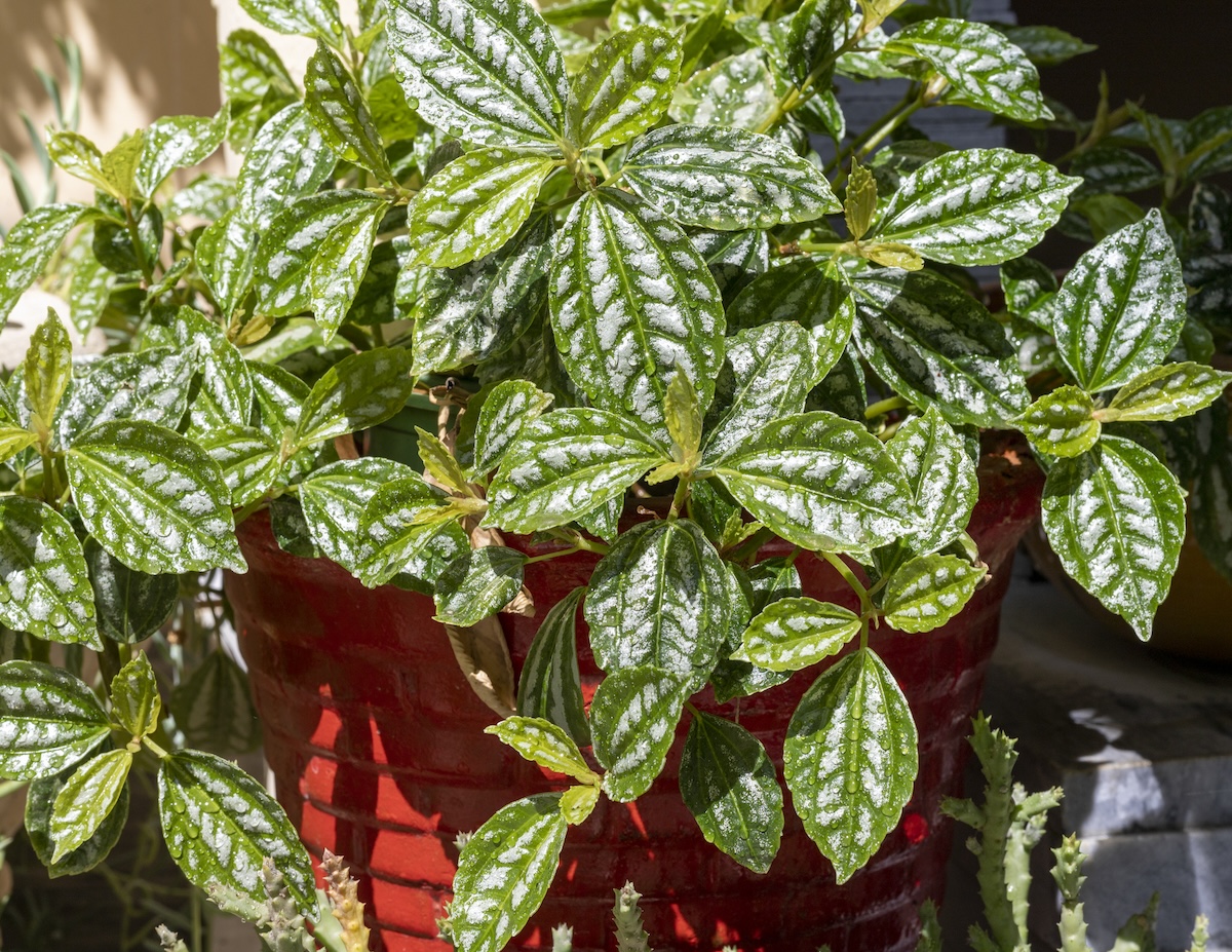 Aluminum plant in a red pot.