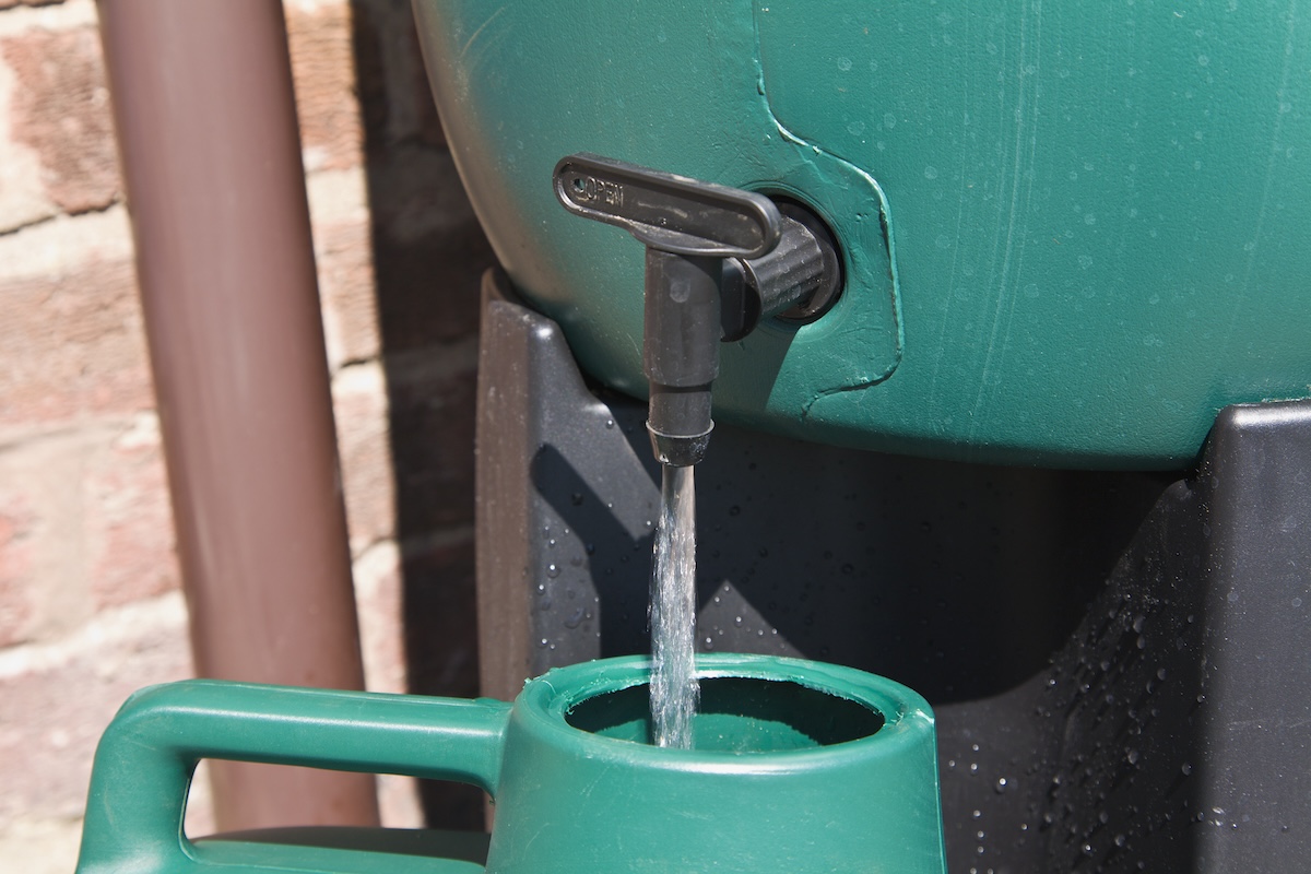 Draining water from a green rain barrel into a watering can.