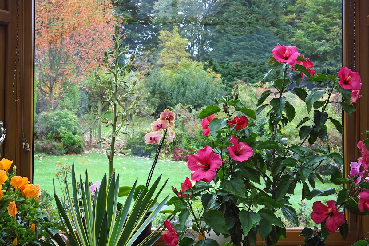 A potted pink hibiscus plant sitting near window that overlooks a garden.