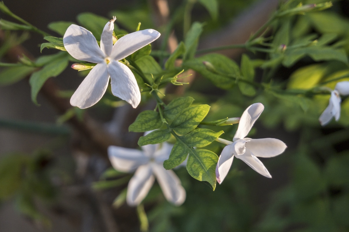 A close-up shot of white flowers on a jasmine plant.