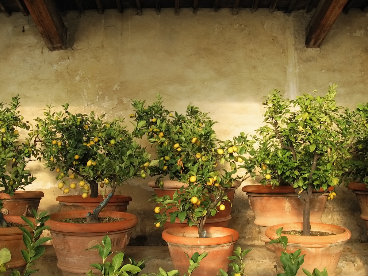 Lemon trees in clay pots sit along a wall.