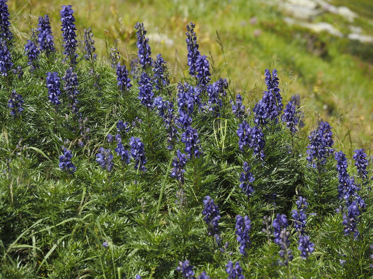 A patch of purple monkshood flowers in a green pasture.