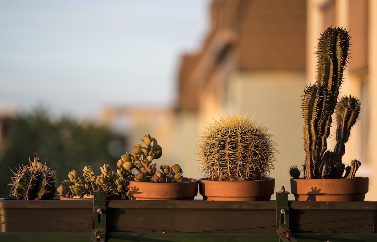 Several planted cacti planted in small terra cotta planters.