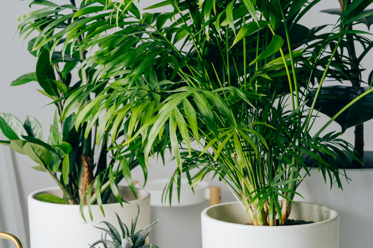 Several potted palm plants in white planters.