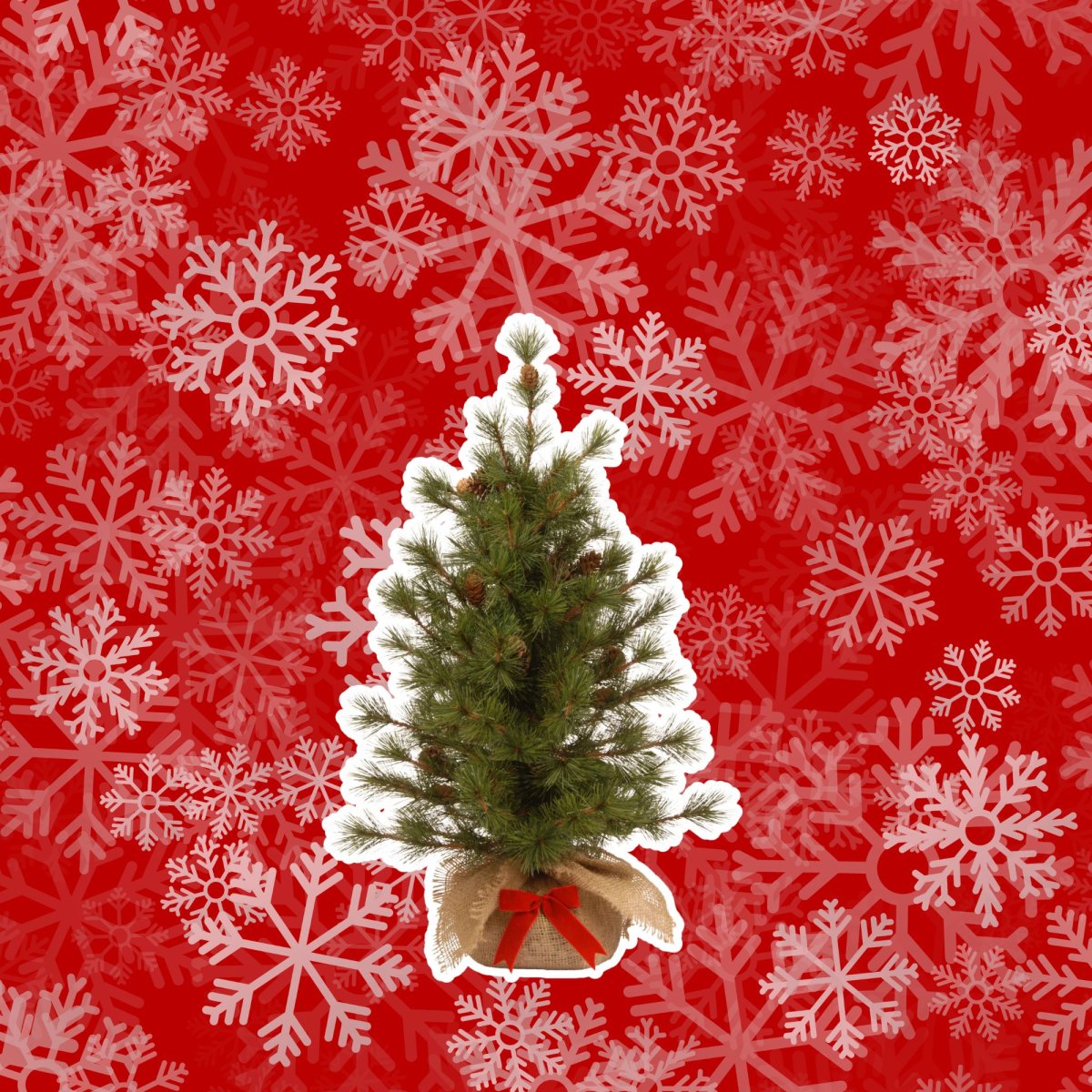 3-Foot Bristle Cone Tree from National Christmas Tree Company