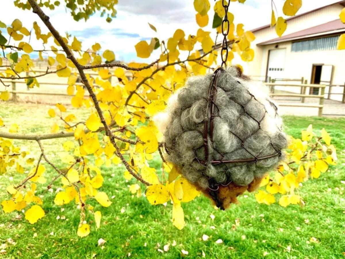 ornament for birds hanged outside on a tree